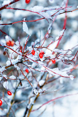 Bush branches with red rose hips in the winter garden covered with white fluffy frost and shiny carved snowflakes