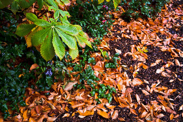 Autumn Leaves on Ground