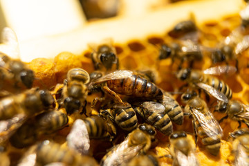 Queen bee and bees on a honeycomb close-up.