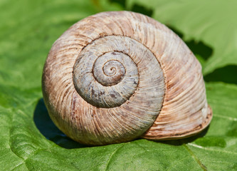 Large shell of a snail on a green leaf