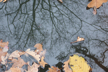 autumn leaves fallen into a water pond