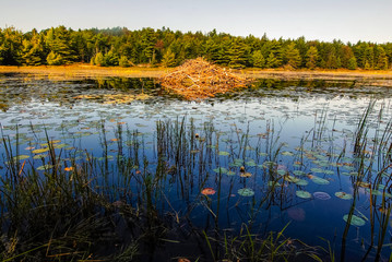 Beaver Lodge in calm lily pond © warren_price