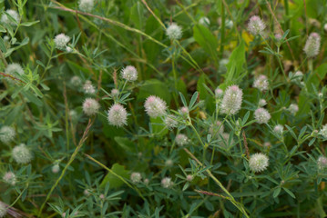 Trifolium arvense