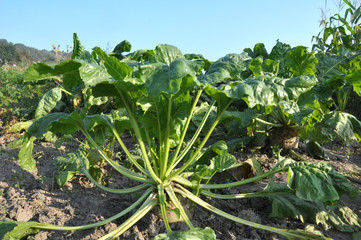 In the soil grows beet fodder