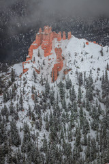 snow covered trees in winter