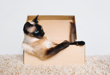 Own housing. Poker Face. Sassy muzzle of cat boss. Siamese cat in a cardboard box. Cat's habitat....
