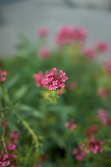 Valeriana officinalis
