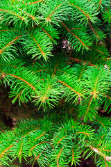 Beautiful spiky green spruce branches as background