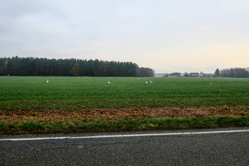 landschaft wiese mit zugvögeln herbst © fotoak80