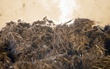 Close up of warm cow dung shot in winter.