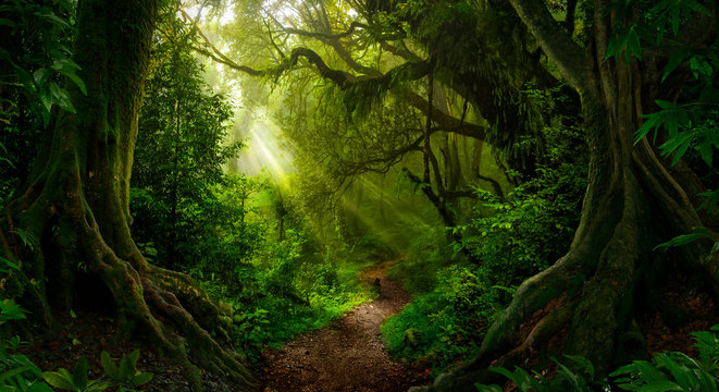Rainforest Images – Browse 1,170,351 Stock Photos, Vectors, and Video