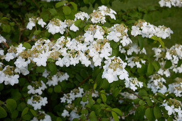 Viburnum plicatum