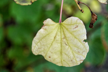 Hoja dorada/ una hoja dorada colgada de un árbol en otoño