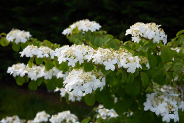 Viburnum plicatum
