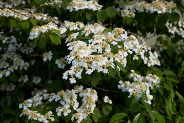 Viburnum plicatum