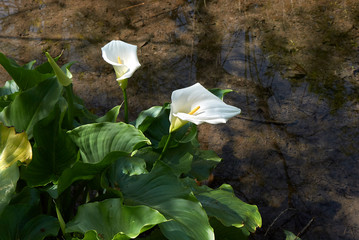 Zantedeschia aethiopica