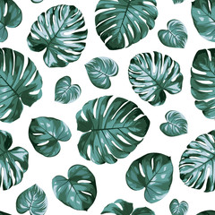 Monstera philodendron split leaves exotic tropical plant seamless pattern. Green blue ceriman windowleaf isolated on white background. Realistic detailed vector design illustration. © imaginarybo