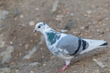 pigeon