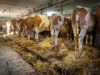 Dairy cows in old cowshed just before cleaning
