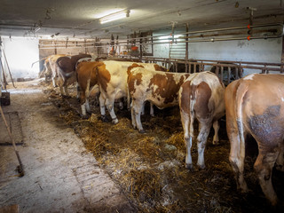 Dairy cows in old cowshed just before cleaning