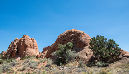 Fototapeta premium Utah, USA. Desiccated tree and desert landscape