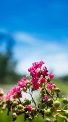 Fototapeta premium Pink Flowers & Blue Skies