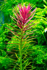 Aquarium plant (Limnophila hippuroides) shot in aquarium.