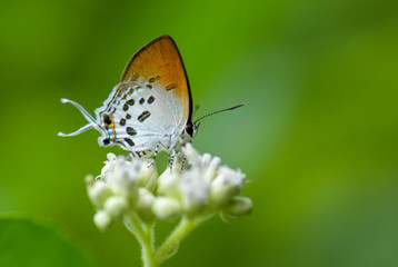 Naklejka na ściany i meble Common Posy butterfly - Drupadia ravindra, beautiful butterfly from Sumatran forests, Indonesia.