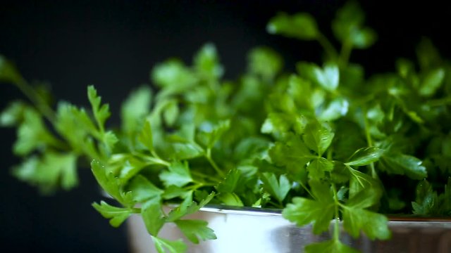 fresh green parsley on a black background