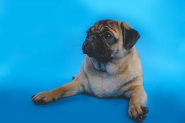 A close up of a brown pug dog looking at a camera on a blue background.