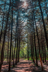 Fototapeta premium Trees in a public park