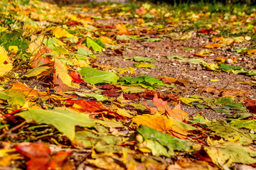 autumn maple leaf on blue sky background