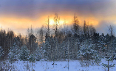 Сияние над лесом