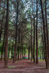 Fototapeta premium Trees in a public park