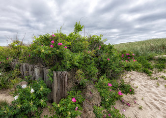 Cape Cod Beach Roses