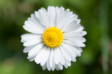 Obraz premium Detalle de una margarita