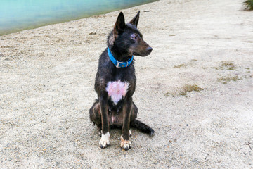 Perros el mejor amigo del hombre