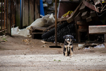 Un cagnolino durante il trekking alla laguna di Quilotoa, Ecuador