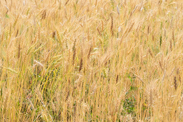 Fototapeta premium Yellow wheat fields