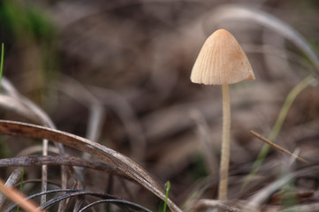 Pequeña seta en el bosque