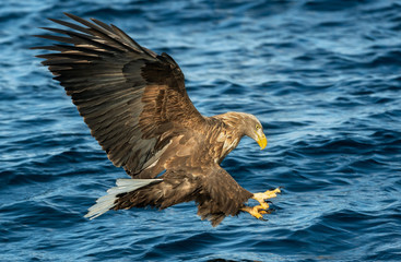 Adult White-tailed eagles fishing. Blue Ocean Background. Scientific name: Haliaeetus albicilla, also known as the ern, erne, gray eagle, Eurasian sea eagle and white-tailed sea-eagle.