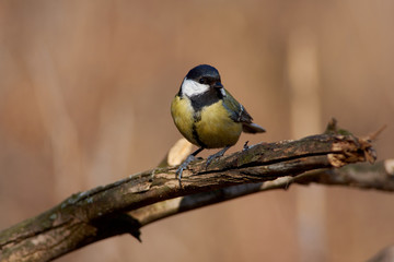 Fototapeta premium Great tit sits on a cracked branch in the spring morning in the forest park.