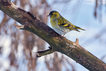 Siskin sits on a thick branch on the background of snow and bushes.