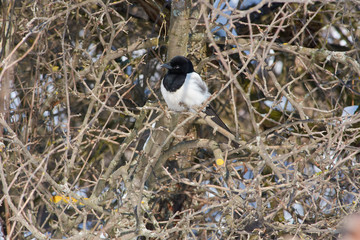 Obraz na płótnie Canvas Eurasian magpie sits on a branch of a wild apple in a forest park on the edge of a glade.