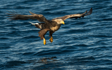 Adult White-tailed eagles fishing. Blue Ocean Background. Scientific name: Haliaeetus albicilla, also known as the ern, erne, gray eagle, Eurasian sea eagle and white-tailed sea-eagle.