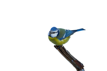 Blue tit is sitting on a branch (isolated on a white background).