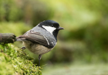 Cute little Coal Tit in the forest
