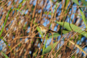 Marsh warbler sits on a branch against a background of reeds by the river.