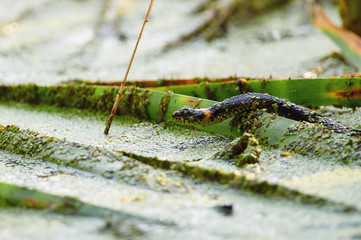 Grass snake crawls through floating grass, sticking its tongue.