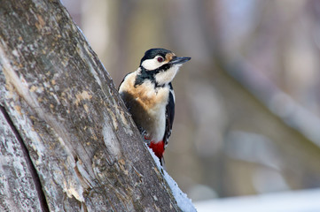 Great spotted woodpecker sits on a tree trunk and looks out from behind it.